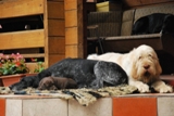 wye niemiecki, spinone italiano
