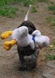 wye niemiecki, spinone italiano