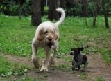 wye niemiecki, spinone italiano