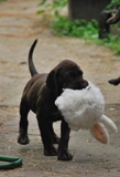 wye niemiecki, spinone italiano