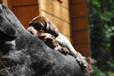 wye niemiecki, spinone italiano