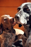 wye niemiecki, spinone italiano