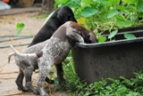 wye niemiecki, spinone italiano