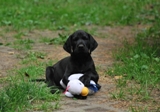 wye niemiecki, spinone italiano
