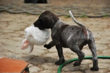 wye niemiecki, spinone italiano