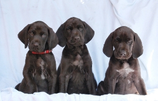 wye niemiecki, spinone italiano