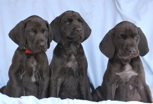 wye niemiecki, spinone italiano