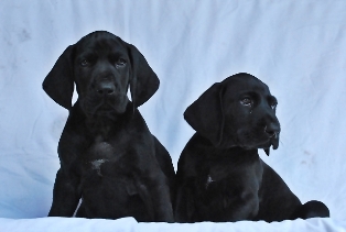 wye niemiecki, spinone italiano