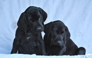 wye niemiecki, spinone italiano