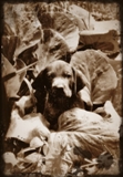 wye niemiecki, spinone italiano