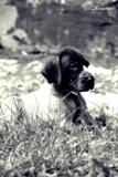 wye niemiecki, spinone italiano