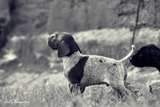 wye niemiecki, spinone italiano