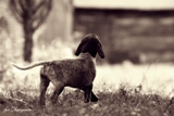 wye niemiecki, spinone italiano