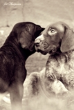 wye niemiecki, spinone italiano