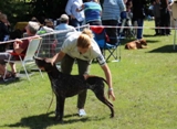 wye niemiecki, spinone italiano