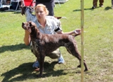 wye niemiecki, spinone italiano