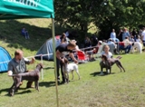 wye niemiecki, spinone italiano