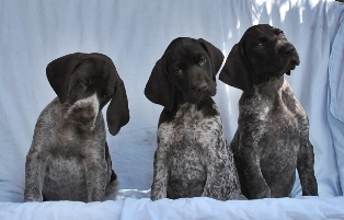 wye niemiecki, spinone italiano
