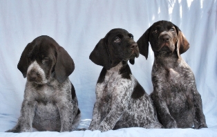 wye niemiecki, spinone italiano