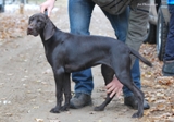wye niemiecki, spinone italiano