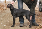 wye niemiecki, spinone italiano
