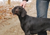 wye niemiecki, spinone italiano