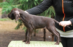 wye niemiecki, spinone italiano
