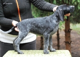 wye niemiecki, spinone italiano