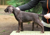 wye niemiecki, spinone italiano