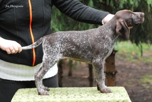wye niemiecki, spinone italiano