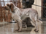 wye niemiecki, spinone italiano