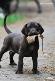 wye niemiecki, spinone italiano