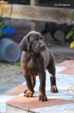 wye niemiecki, spinone italiano