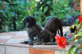 wye niemiecki, spinone italiano
