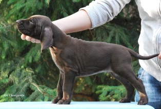 wye niemiecki, spinone italiano