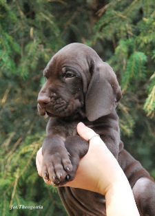 wye niemiecki, spinone italiano