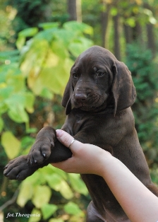 wye niemiecki, spinone italiano