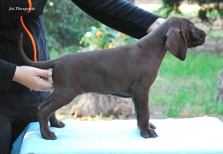 wye niemiecki, spinone italiano