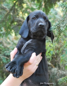 wye niemiecki, spinone italiano