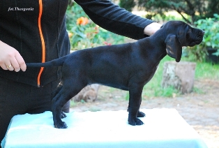 wye niemiecki, spinone italiano