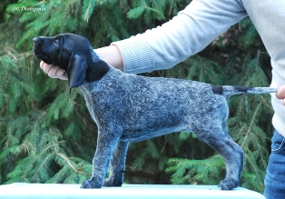 wye niemiecki, spinone italiano