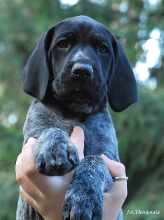 wye niemiecki, spinone italiano