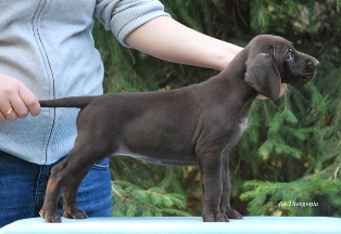 wye niemiecki, spinone italiano