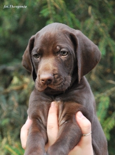 wye niemiecki, spinone italiano