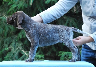 wye niemiecki, spinone italiano