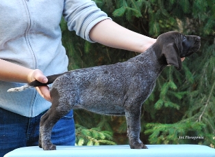 wye niemiecki, spinone italiano