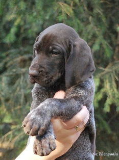 wye niemiecki, spinone italiano