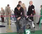 wye niemiecki, spinone italiano