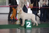 wye niemiecki, spinone italiano