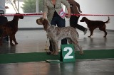 wye niemiecki, spinone italiano